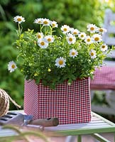 Argyranthemum 'Beauty White' ( daisies )