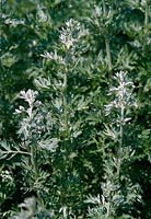 Artemisia absinthium wormwood