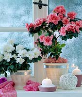 Azalea-Hybr. - Azaleas against snowy window