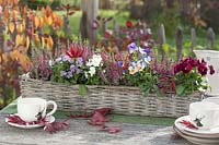 Basket case with Calluna Garden Girls 'Liliane' ( buds Blooming heather )