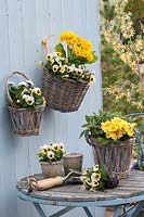 Elatior wall baskets with Primula Crescendo 'Yellow' ( primrose ) and Viola