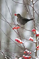 Blackbird female in winter eats Ornamental, Turdus merula, Bavaria, Germany - Blackbird female in winter feeding, Turdus merula, Bavaria, Germany, Europe