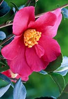 Camellia 'Hiryu'