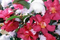 Camellia 'Hiryu' in the snow