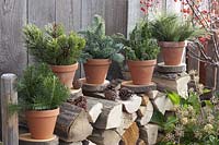 Clay pots with conifer branches on tree grates