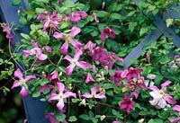 Clematis viticella 'Mrs. T. Lundell '( Italian Clematis ), flowering period from July to September