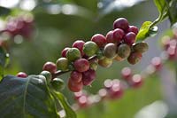 Coffea arabica ( coffee plant ) with fruits