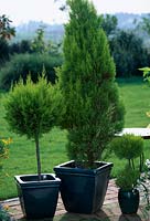 Cupressus macrocarpa 'Gold Crest' ( Cypress )