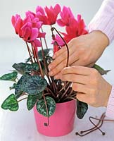Cyclamen ( Cyclamen ) are withered stalks
