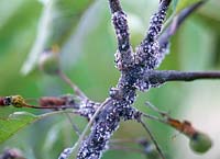 Eriosoma lanigerum - aphids on apple tree