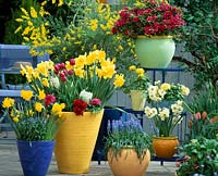 Tiered stand Azalea, Narcissus-Hybr. 'Golden Harvest', Muscari,