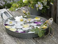 Flat zinc shell with floating flowers of Rosa ( Rose )