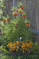 Fritillaria imperialis ( Kaiser crowns ) in front of wall boards, Erysimum