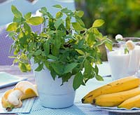 Fruit Herbs: Mentha arvensis ( banana mint ) in basket, Musa ( banana )