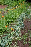 Noun: before harvest flattened garlic ( Allium sativum ), behind calendula ( marigold ) in series