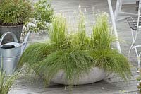 Gray bowl Isolepis cernua syn. Scirpus cernuus 'Fiber Optics Grass'