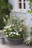 Gray shell with white blooming plants: Buddleja Buzz 'Ivory'