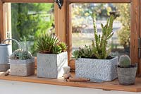 Gray Boxes and pot with succulents and cacti on the window: