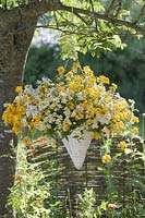 Hanging basket planted with Nemesia Sunsatia 'Little Banana' and 'Little Coco'