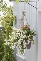 Hanging basket planted with Petunia surfinia 'Snow'and Lantana Bandana