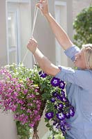 Woman hanging up a hanging basket planted with with Petunia 'Sanguna Radiant Blue' and Diascia