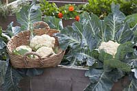 harvesting cauliflower in raised bed