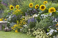 Helianthus' Summer Breeze '( Sunflower ), Agastache'Blue Fortune'