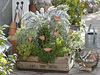 Herb garden in a wooden box