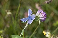 Common Blue ( Polyommatus icarus ) on Trifolium pratense ( red clover )