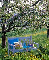 Light blue wooden bench under flowering Malus ( apple tree )