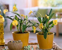 Masdevallia - orchid in yellow pots, glass beads
