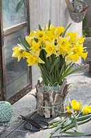 Arrangement of Narcissus ( daffodils ) in vase with cladding bark