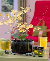 Orchid flowers in glass with horsetail as an insertion aid