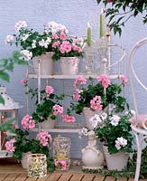 Pelargonium peltatum 'Starlight Rose' 'Albina White' ( Hängegeranie )