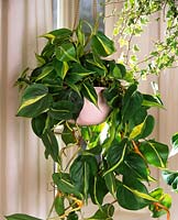 Philodendron scandens 'Brasil' ( climbing Philodendron )