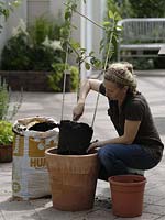 Pear in terracotta - pot plants 5/8