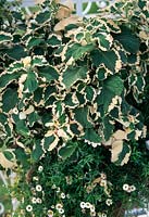 Plectranthus ciliatus