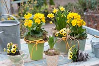 Primula elatior Crescendo 'Yellow' ( primrose ), Narcissus 'Tête à Tête'