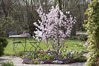 Prunus sargentii 'Accolade' ( early flowering cherry )