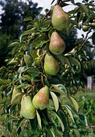 Pyrus 'Clapp's Favorite' ( pears ) on branch