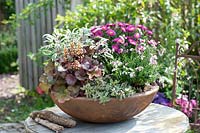 Grate bowl autumnal planted: Aster dumosus 'Rubin' ( cushion Aster )