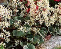 Saxifraga cortusifolia var fortunei 'Rubrifolia' -. Autumn saxifrage