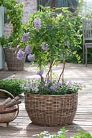 Small Wisteria frutescens ( wisteria ) on a trellis in basket