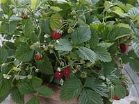 Sowing month strawberries 12/12