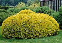 Spherically cut Taxus baccata 'Aurea' ( gold-yew )
