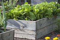 Sugarloaf lettuce ( Cichorium intybus var. Foliosum ) in self-built raised bed