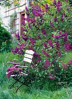 Syringa 'Charles Joly' ( lilac ) with folding chair