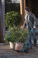 Potted plants with hand truck out - or go straight and