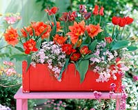 Tulipa ( tulips ), Phlox 'Candy Stripes' ( Polsterphlox )