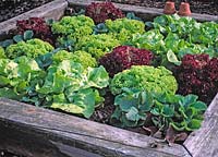 Various lettuces